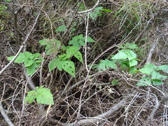 Rubus × loganobaccus