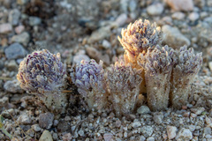 Aphyllon cooperi