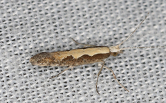 Plutella xylostella-australiana