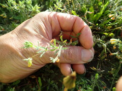 Lotus suaveolens