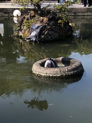 Columba livia domestica