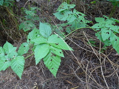 Rubus × loganobaccus