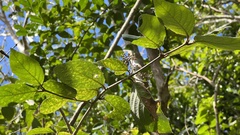 Callicarpa formosana formosana