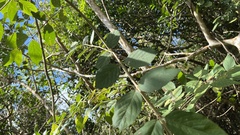 Callicarpa formosana formosana
