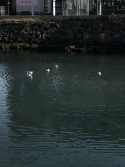 Larus crassirostris