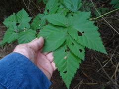 Rubus × loganobaccus