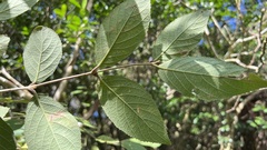 Callicarpa formosana formosana