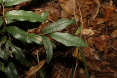 Beilschmiedia elliptica