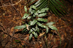 Beilschmiedia elliptica