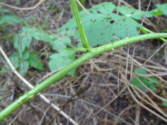 Rubus × loganobaccus