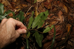Beilschmiedia elliptica