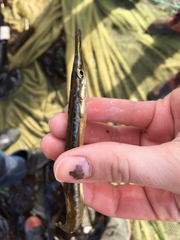 Aulorhynchus flavidus