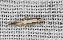 Plutella xylostella-australiana