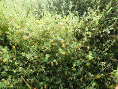 Lotus suaveolens