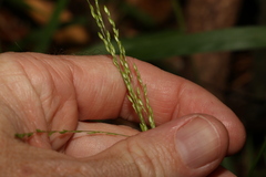 Ottochloa