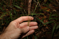 Ottochloa