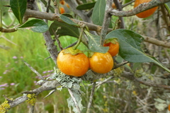 Solanum guineense