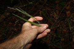 Ottochloa