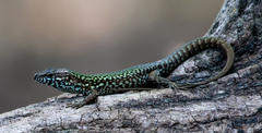 Podarcis muralis nigriventris