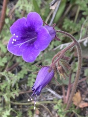 Phacelia minor