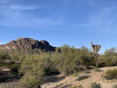 Parkinsonia microphylla
