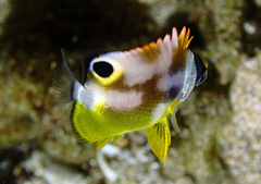 Raccoon Butterflyfish photo 3