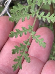 Phacelia minor