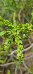 Acacia paradoxa