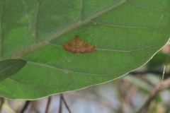 Isocentris filalis