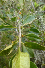 Solanum guineense