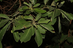 Lophostemon suaveolens