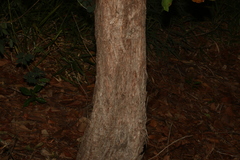 Lophostemon suaveolens