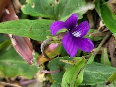 Viola inconspicua nagasakiensis