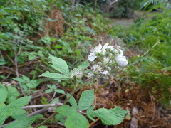 Rubus grabowskii