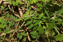 Phyllanthus virgatus