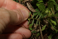 Phyllanthus virgatus