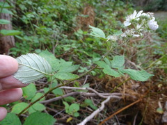 Rubus grabowskii