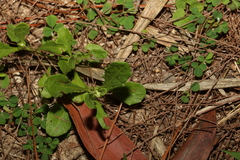 Sphaeromorphaea australis