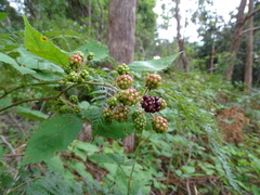 Rubus grabowskii