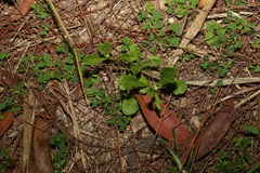 Sphaeromorphaea australis