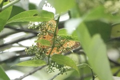 Cirrochroa emalea
