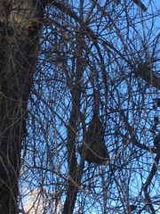 Psaltriparus minimus