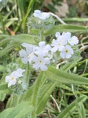 Cryptantha