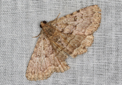 Diatenes aglossoides