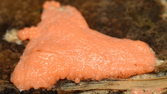 Dictydiaethalium plumbeum