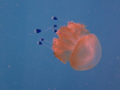 Phyllorhiza punctata