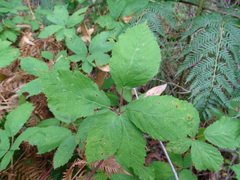Rubus grabowskii