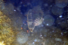 Calcinus pictus