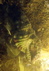 Monoplex intermedius