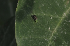 Oplodontha rubrithorax